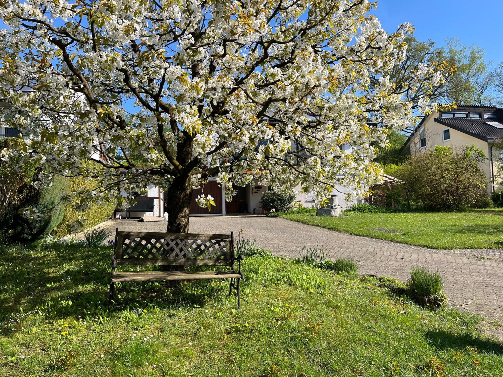 Ferienwohnung Am Kirschbaum 乌尔丁根-米尔霍芬 外观 照片